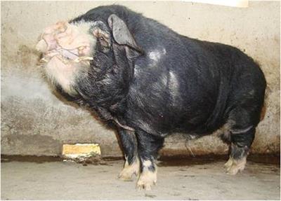 Identification of Signatures of Selection by Whole-Genome Resequencing of a Chinese Native Pig